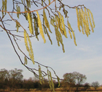 Signs of Spring at Gorsedown Farm