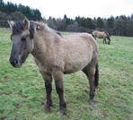 wild ponies at Elham Park
