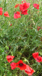 Early Summer at Gorsedown Farm