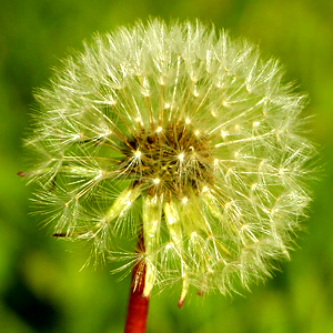 dandelion seed head
